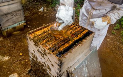 Desarrollan suplementos alimenticios para abejas