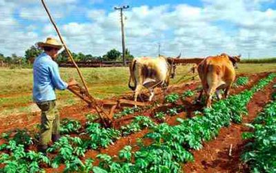 Registra sector agropecuario y agroindustrial superávit comercial de 4 mil 222 mdd