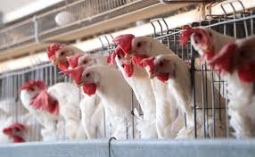 No existe riesgo ante primer caso humano de influenza aviar: Salud