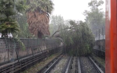 Se interrumpe servicio en L- 5 del Metro por caída de árbol