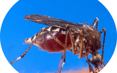 Inicia campaña de difusión para prevenir el dengue