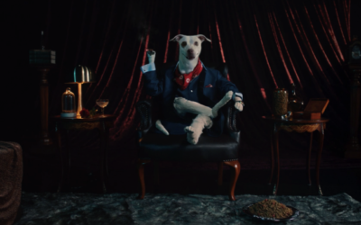 Sugar Doggies»: Campaña que redefine adopción de perros adultos 