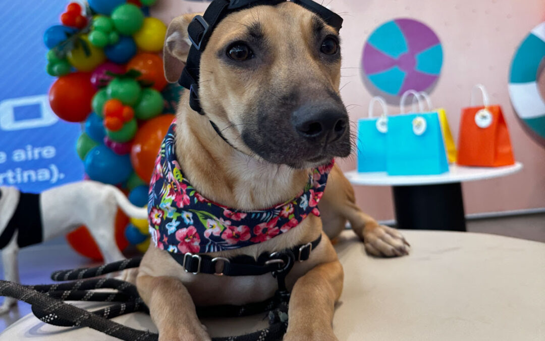 Geely donará 1.3 toneladas de alimento a los caninos de México