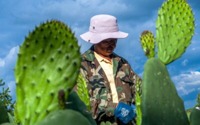 Listos el chile verde, cebolla, jitomate y nopalitos para poner sabor al Grito
