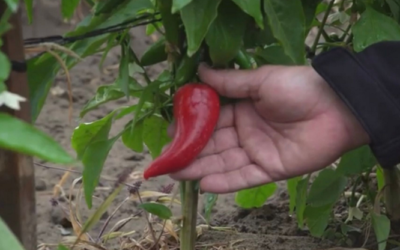 México, segundo exportador de chile, brócoli, coliflor, limón y pepino