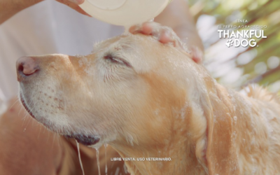 Reformas que prohíben el maltrato a animales ya son constitucionales