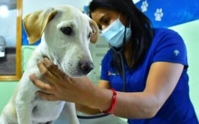 Diputados del PRI votan a favor de protección y cuidado de animales