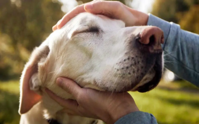 Recibe Senado reforma constitucional sobre bienestar animal