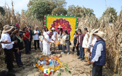 Declaran a CDMX como territorio libre de maíz transgénico