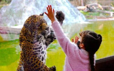 Reino Animal alcanza la más alta distinción en responsabilidad ambiental