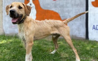 Listos 50 lomitos del CTC para dar amor y amistad en este mes