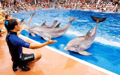 Celebra el Verde histórica aprobación de Ley que prohíbe mamíferos marinos en espectáculos