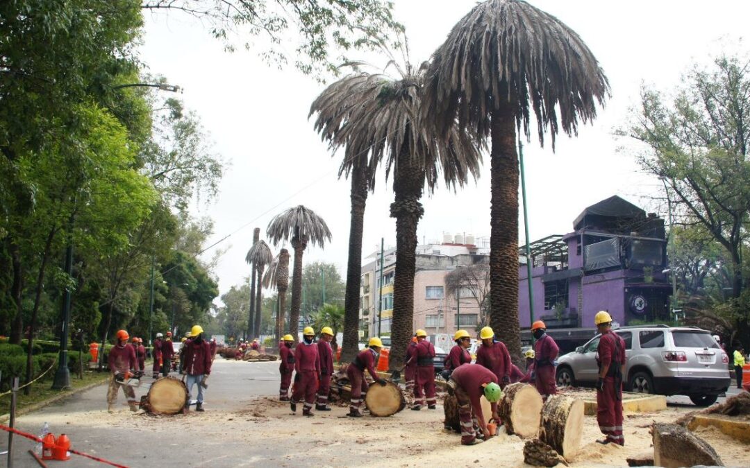 Arranca Programa Integral de Atención a las Palmeras en CDMX