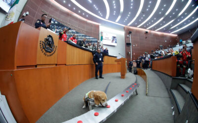 Por sus aportes a la sociedad, rinden homenaje en Senado a binomios caninos