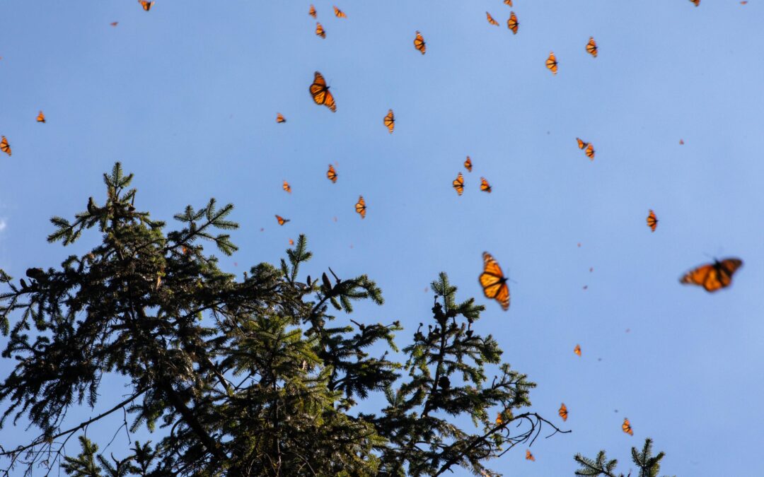 Aperturan oficialmente los Santuarios de  Mariposa Monarca en Michoacán