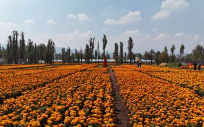 Floricultores de CDMX reportan ventas históricas de cempasúchil