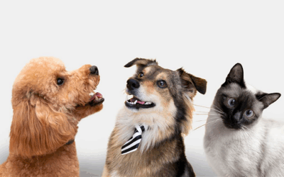 Mercado de cuidado de mascotas en México llegaría a 8 mil 270 mdd en 2033