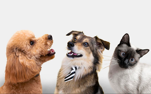 Mercado de cuidado de mascotas en México llegaría a 8 mil 270 mdd en 2033