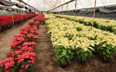 Histórica producción de un millón 800 mil flores de Nochebuena en CDMX