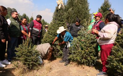 Inicia oficialmente temporada de árboles de Navidad en CDMX