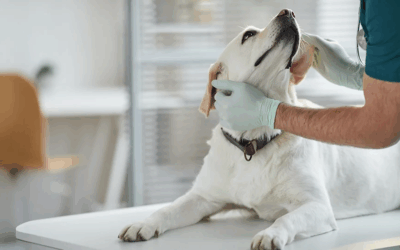 Tener una mascota en México puede costar hasta 30 mil pesos al año