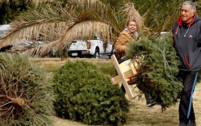 SEDEMA invita a llevar  nochebuenas y árboles de Navidad a centros de acopio