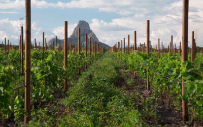 Presentará Querétaro su oferta turística en FITUR 2026