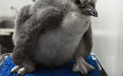 Primer pingüino barbijo de Latinoamérica ya tiene nombre:Leo