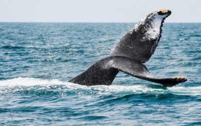 Aún estás a tiempo de disfrutar avistamiento de ballenas en Nayarit 