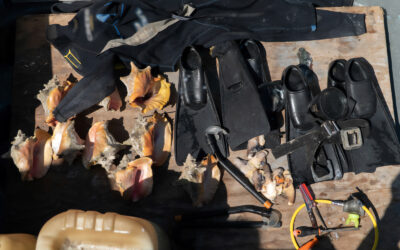 Operativo  frena pesca ilegal de caracol rosado en Arrecife Alacranes, Yuc