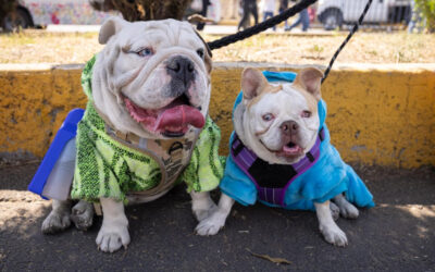 Fija CDMX meta de cero abandono de perros en calles