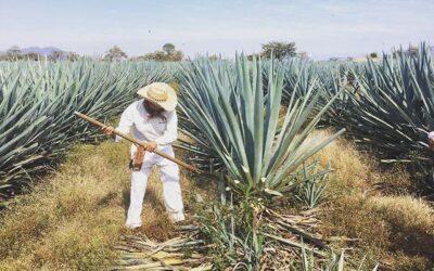 En la industria tequilera el bagazo de agave es prioridad: Brown-Forman