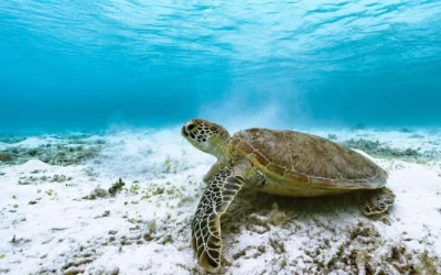 Pide Moreira reforzar protección de playas de anidación de tortugas marinas