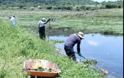 Conagua atiende mortandad de peces en presa El Batán, Qro