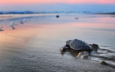 La mejor temporada de liberación de tortugas está en Nayarit
