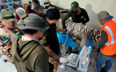 Fallece Kenzo, tigre de bengala que escapó de Animal Experience
