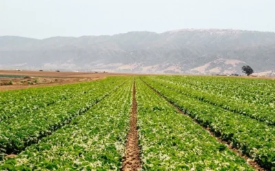 Descartan cyclospora en lechugas de Taylor Farms en México