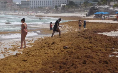 Gravísimo que 90 mil toneladas de sargazo naveguen en Q. Roo: Bárcena