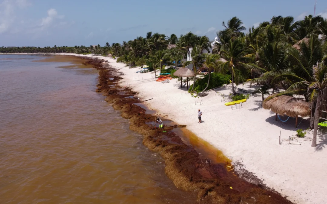 Tulum enfrenta crisis por sargazo y sector Hotelero evalúa cierres