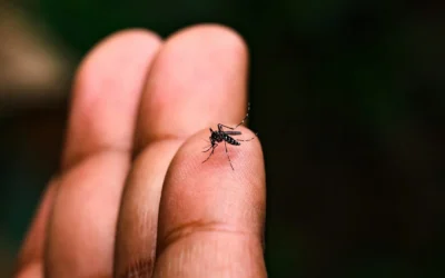 Salud realizará la 2ª Jornada Nacional contra el Dengue, Chikungunya y Zika