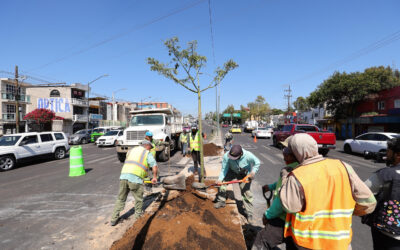 Para 2030 habrá más de Un Millón de Árboles en CDMX